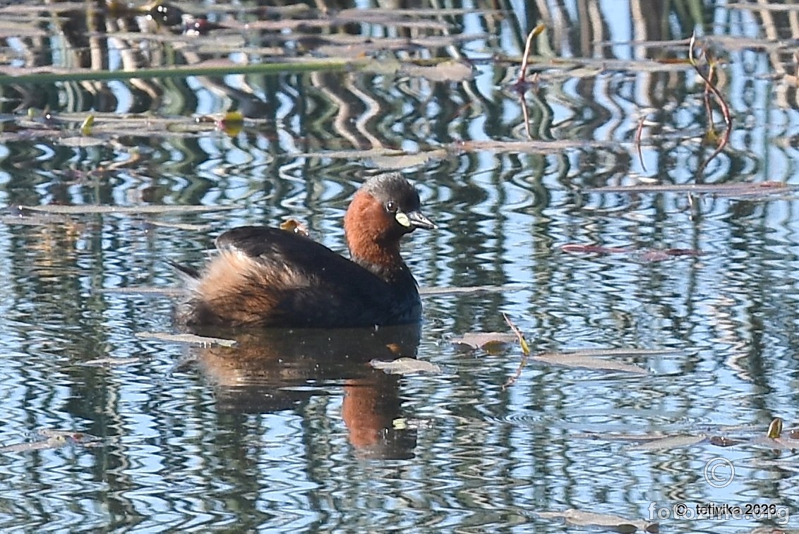 Mali gnjurac, Tachybaptus ruficollis