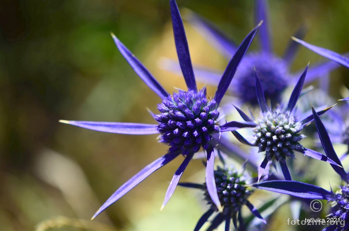 Modri kotrljan, Eryngium amethystinum