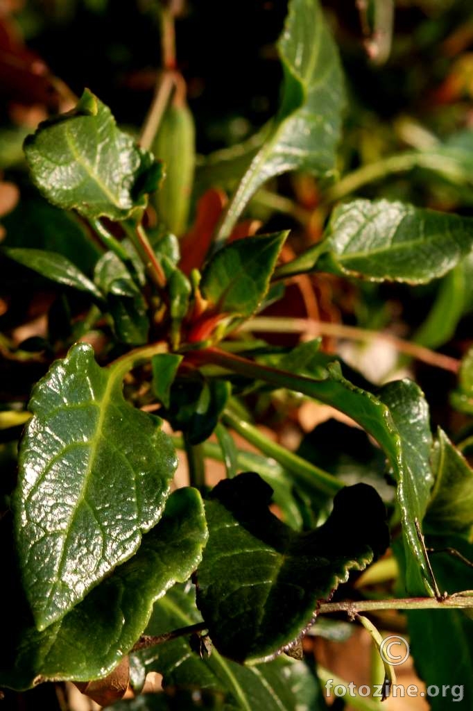 Morska blitva, Beta maritima