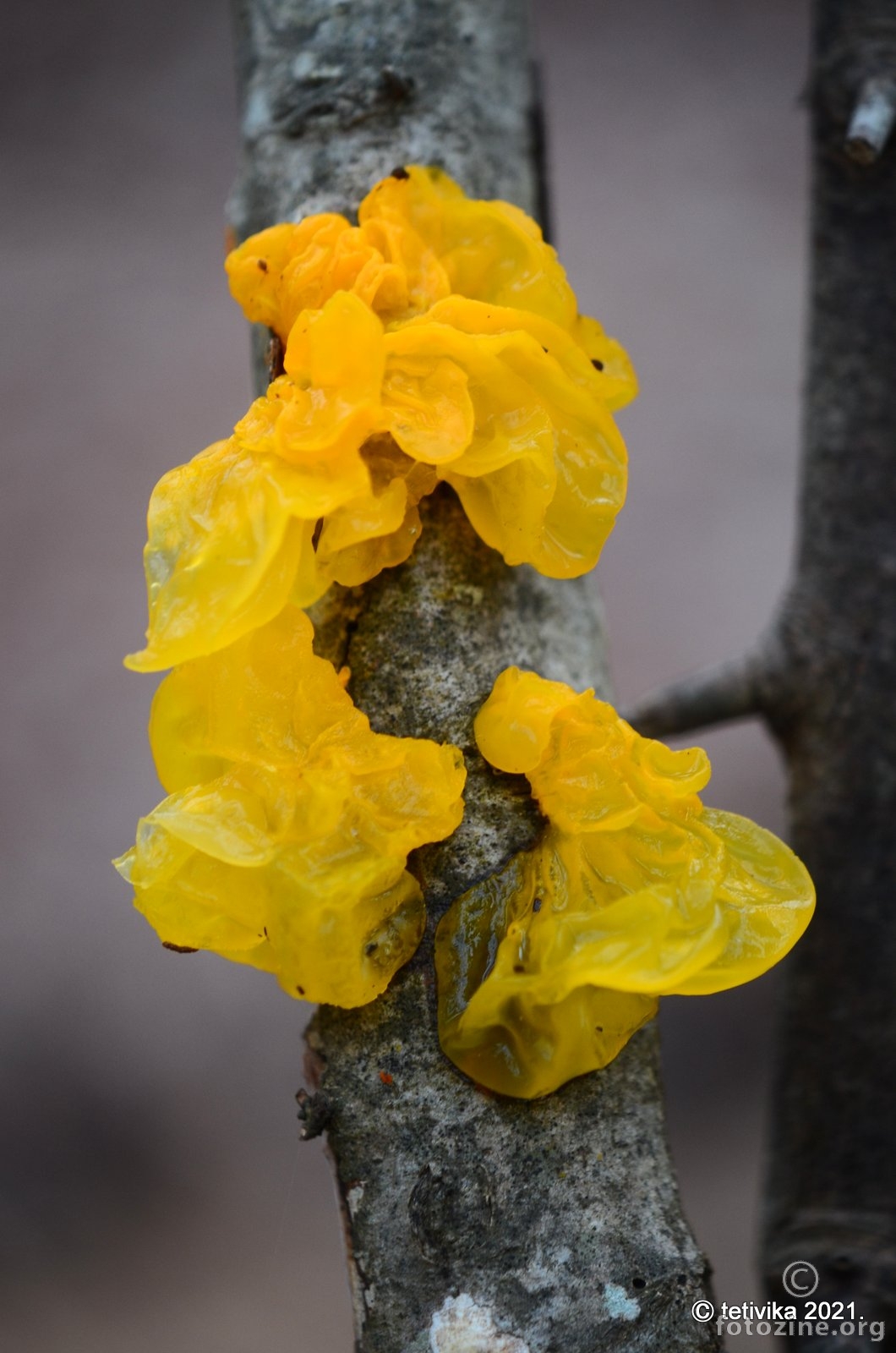 Naborana drhtalica, Tremella mesenterica