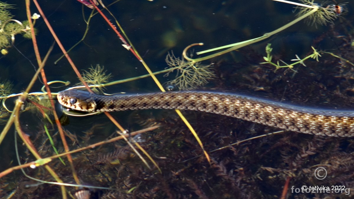 Bjelouška, Natrix natrix 