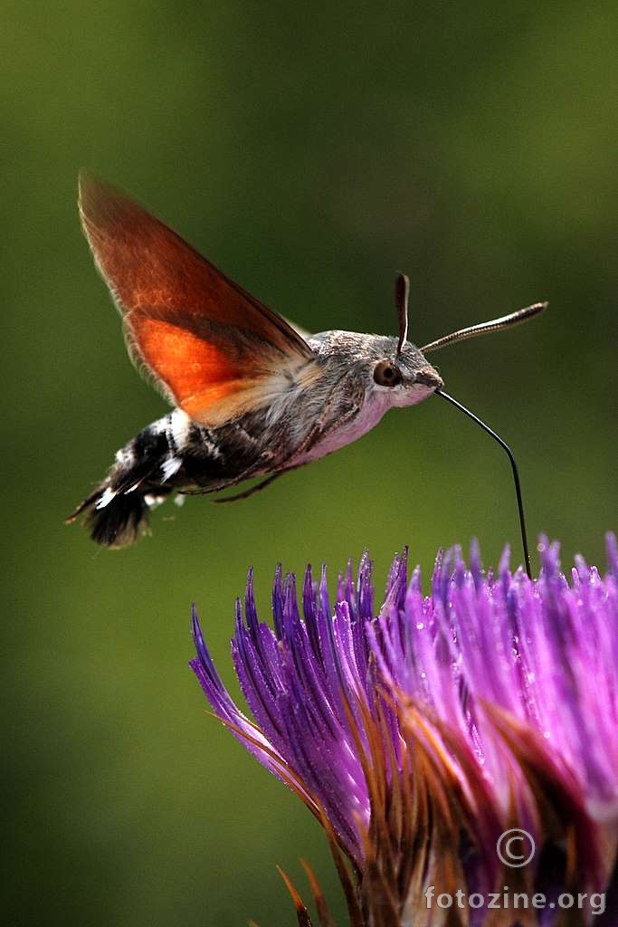 Obična golupka, Macroglossum stellatarum