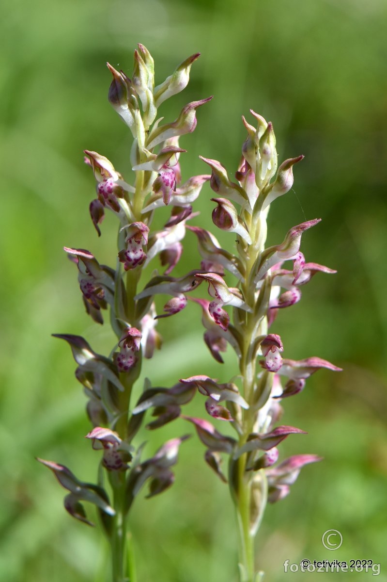 Orchis coriophora ssp. fragrans