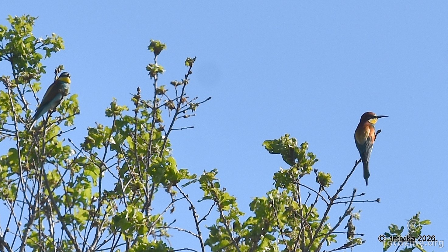 Pčelarica, Merops apiaster
