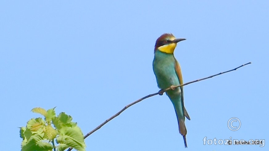 Pčelarica, Merops apiaster