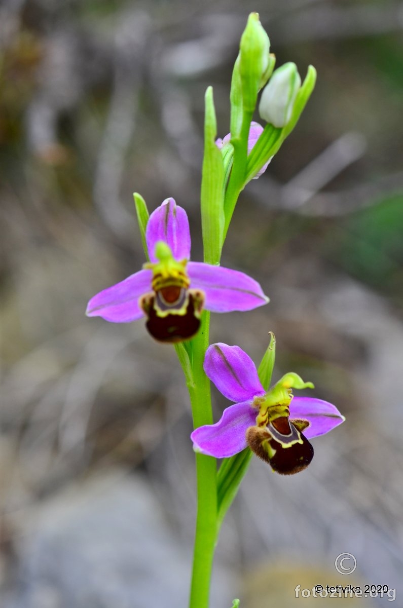 Pčelina kokica,  Ophrys apifera