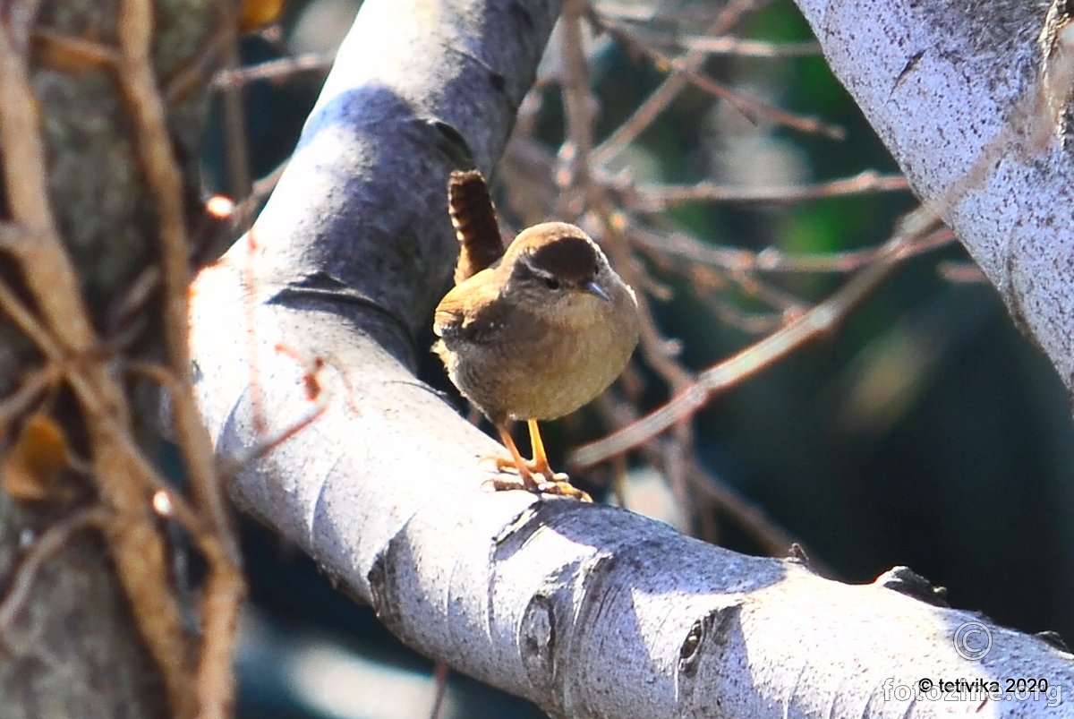 Palčić, T. troglodytes