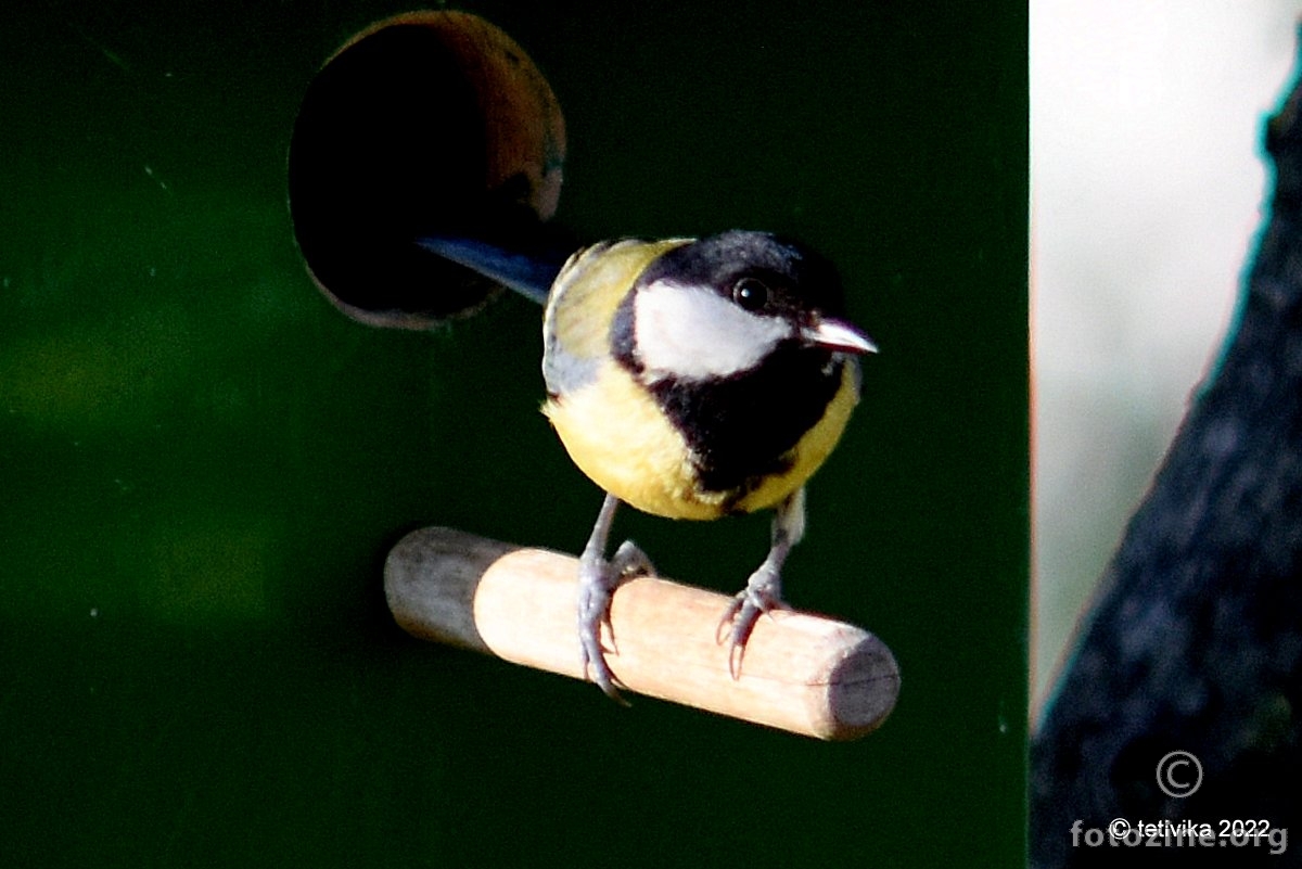 Velika sjenica, Parus major