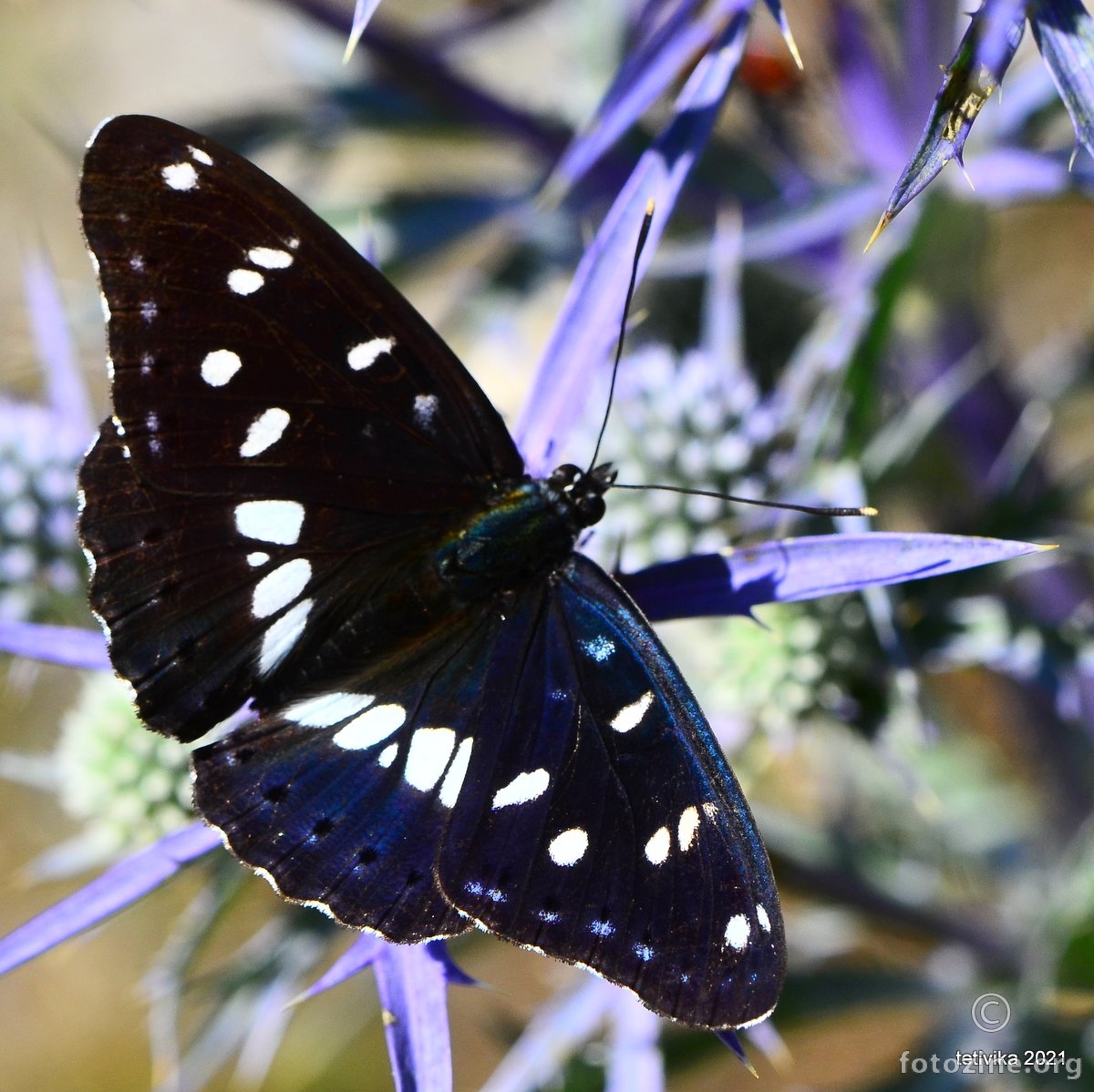 Plavi admiral, Limenitis reducta