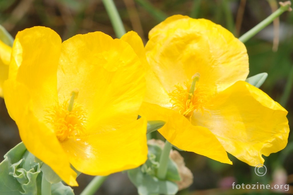 Primorska makovica, Glaucium flavum