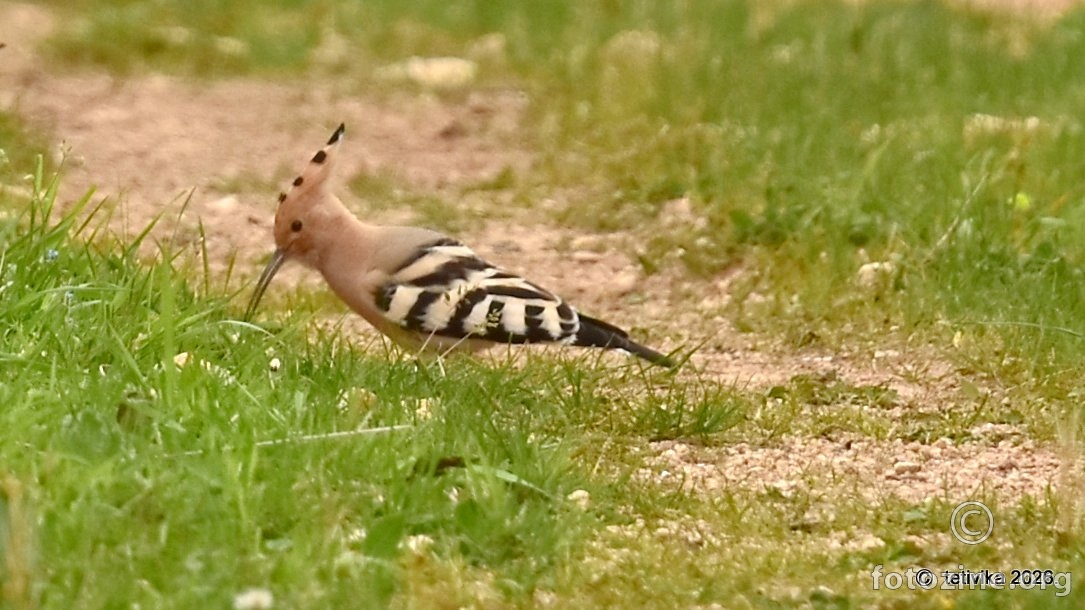 Pupavac, Upupa epops 