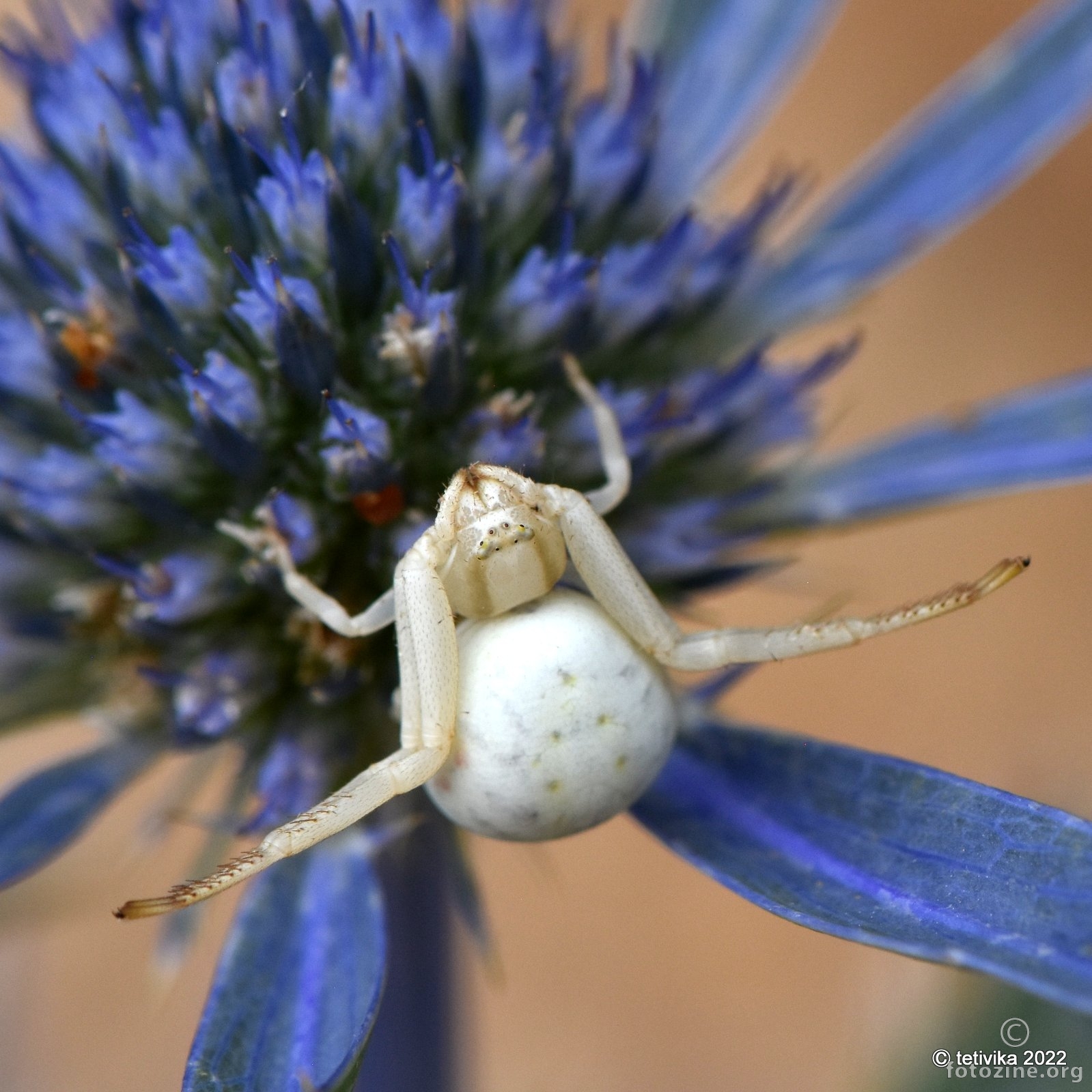 Račji pauk, Misumena vatia