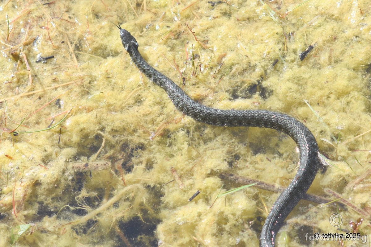 Serpentina