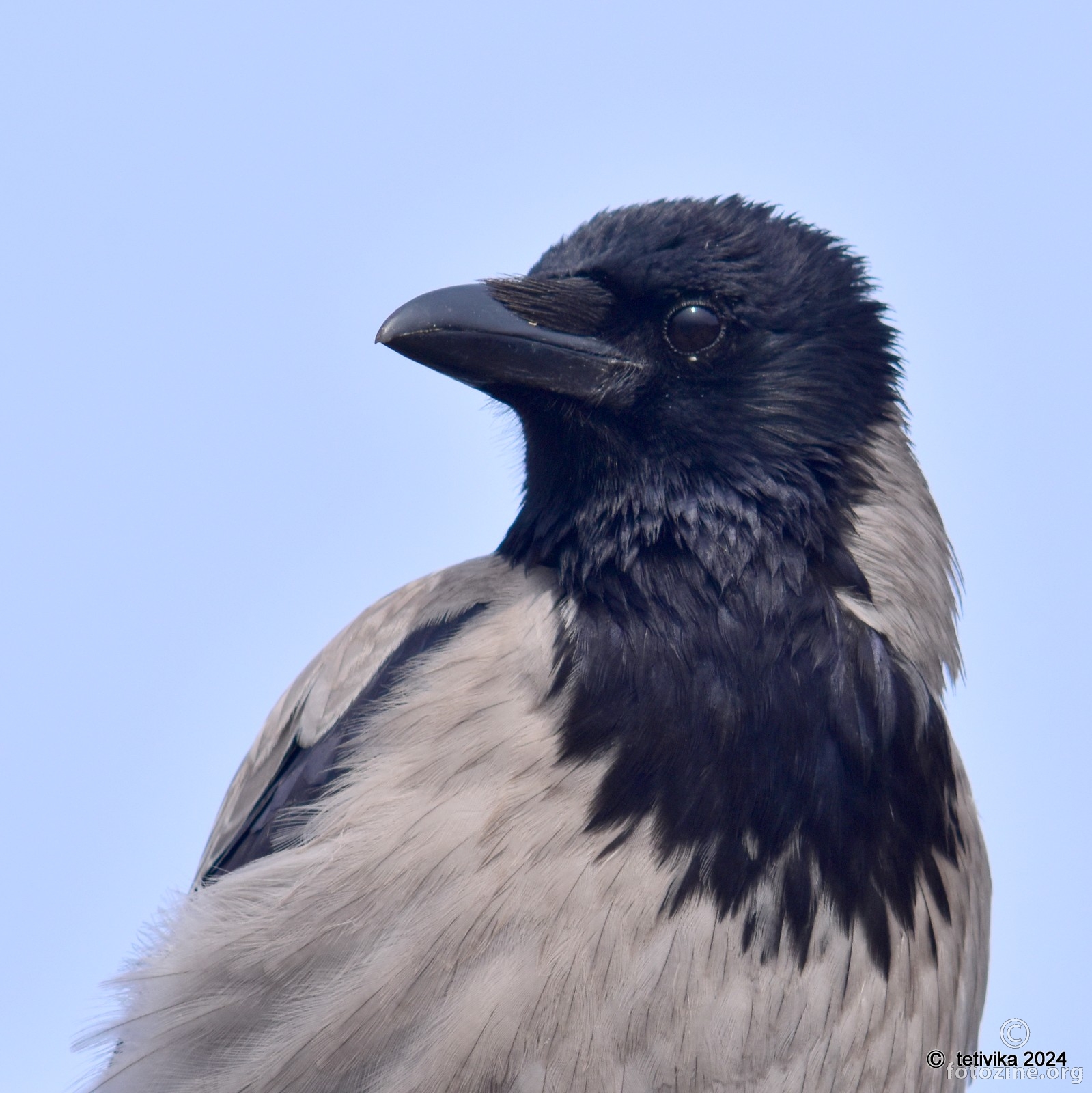 Siva vrana,  Corvus cornix