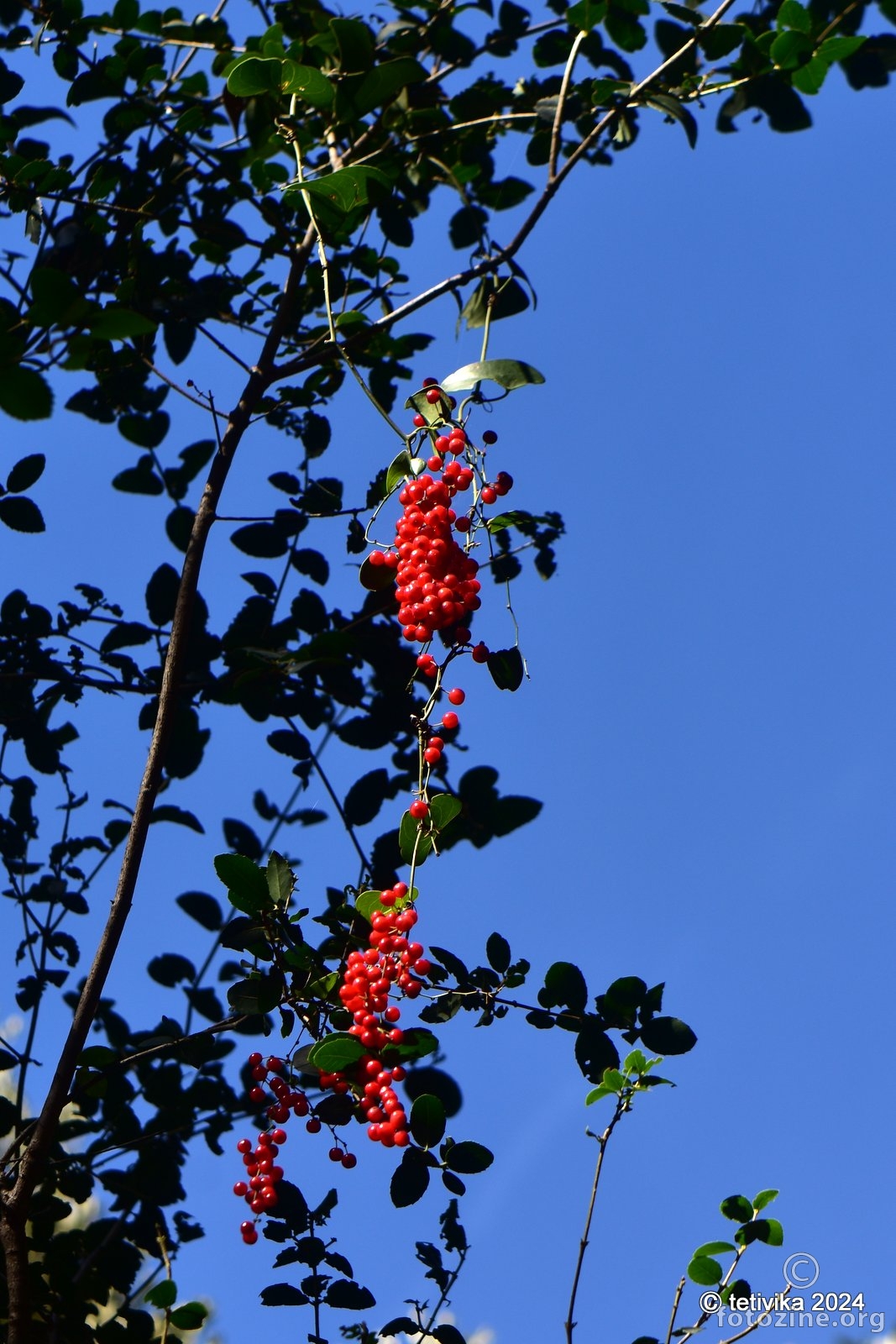 Smilax aspera