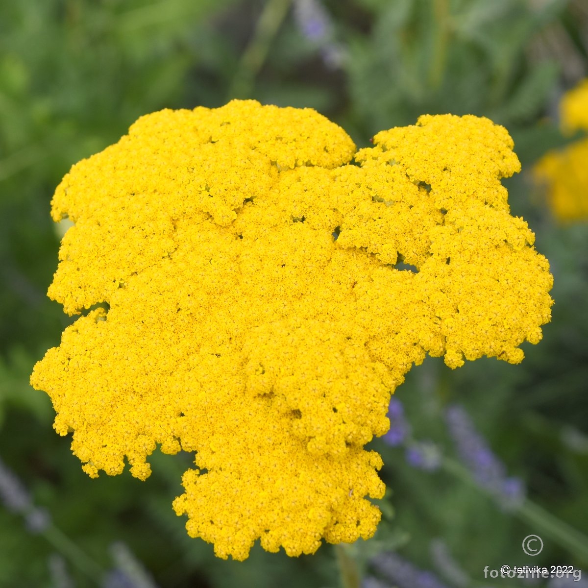 Stolisnik, Achillea millefolium 