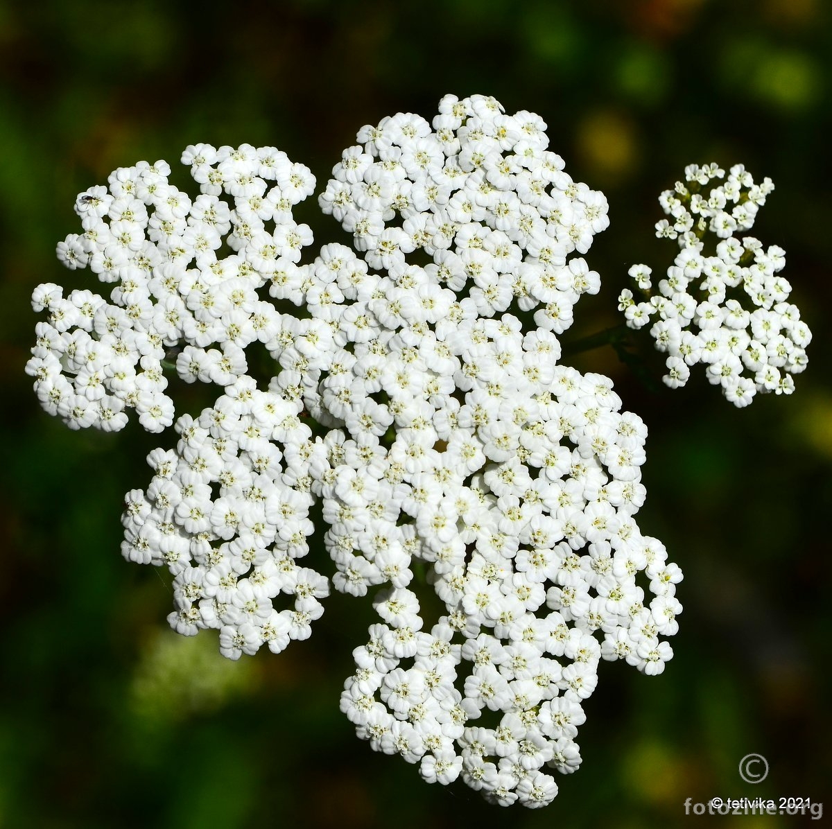 Stolisnik, Achillea millefolium 