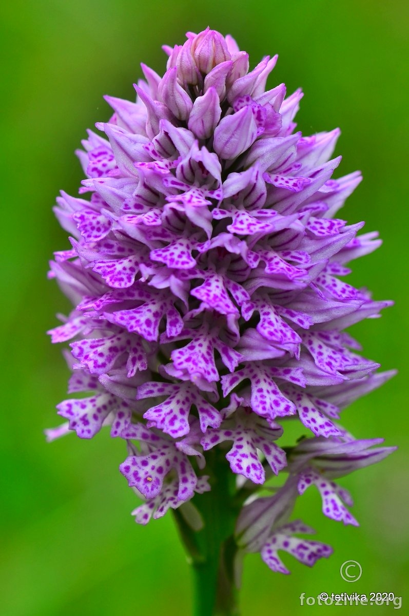 Trozubi kaćun, Orchis tridentata