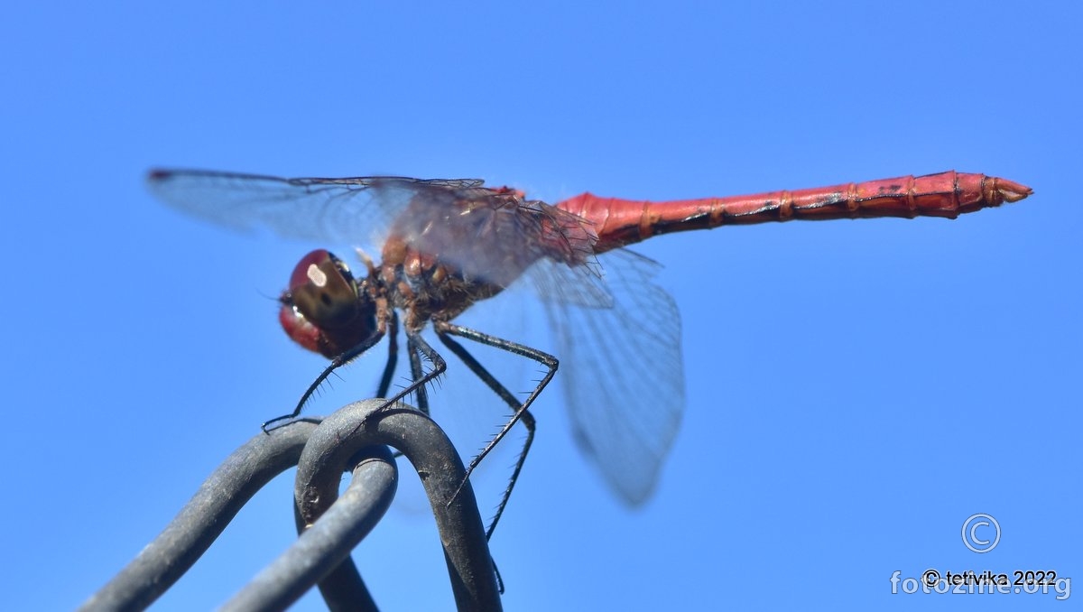 Vatreni jurišnik, Crocothemis erythraea 