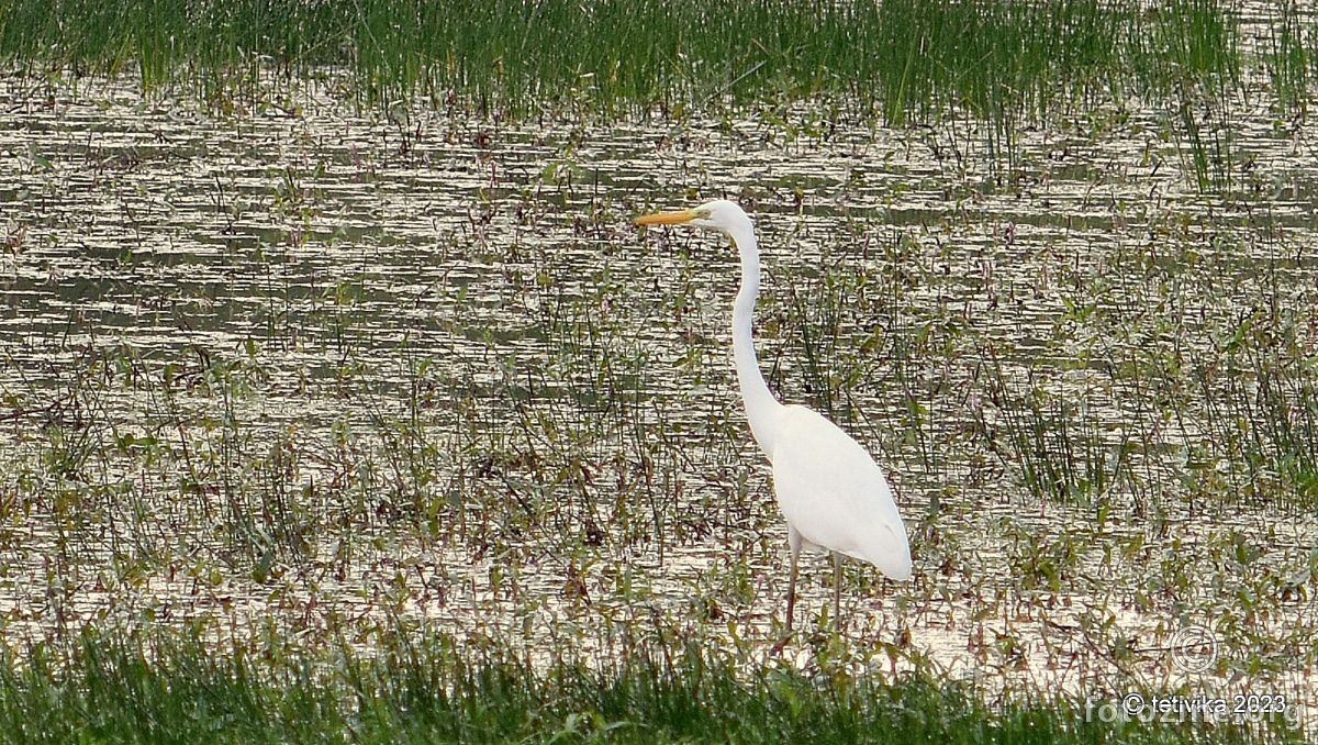 Velika bijela čaplja, Ardea alba