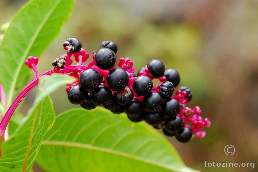 Vinobojka, Phytolacca americana