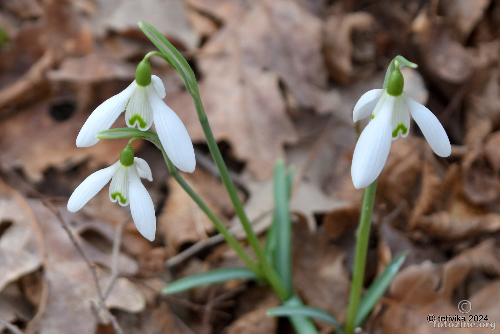 Visibaba, Galanthus nivalis