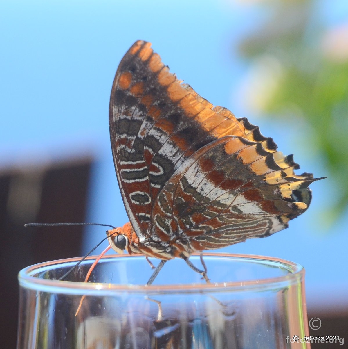 Vještica, Charaxes jasius