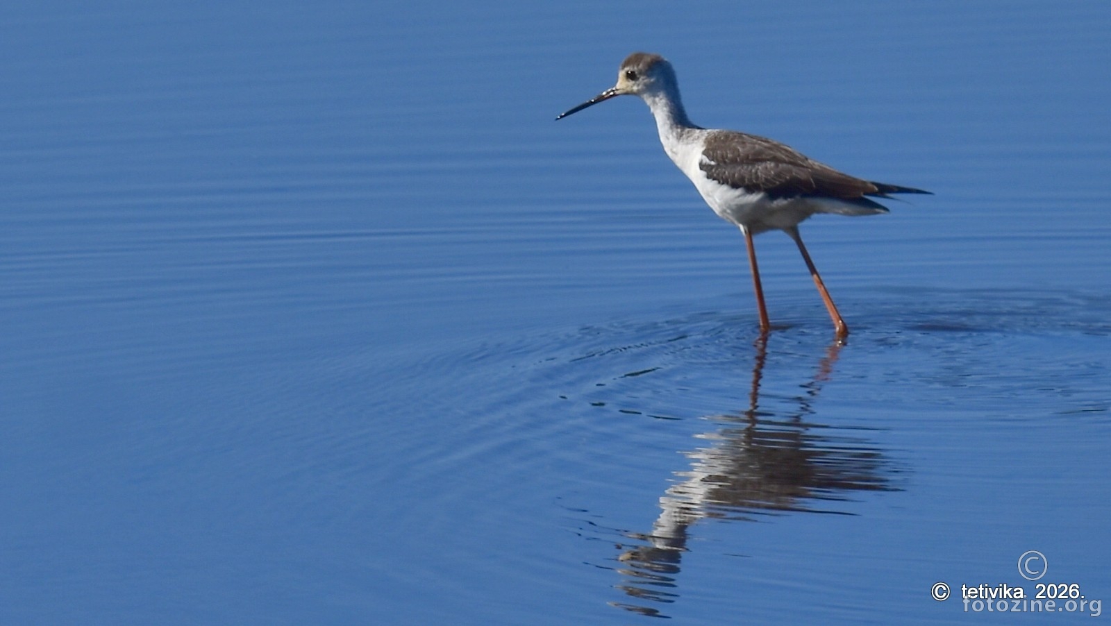 Vlastelica, Himantopus himantopus