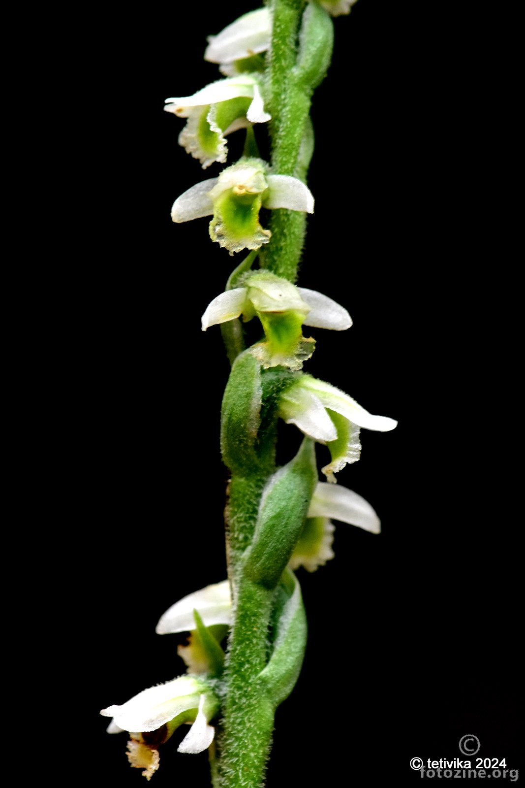 Zasukica, Spiranthes spiralis