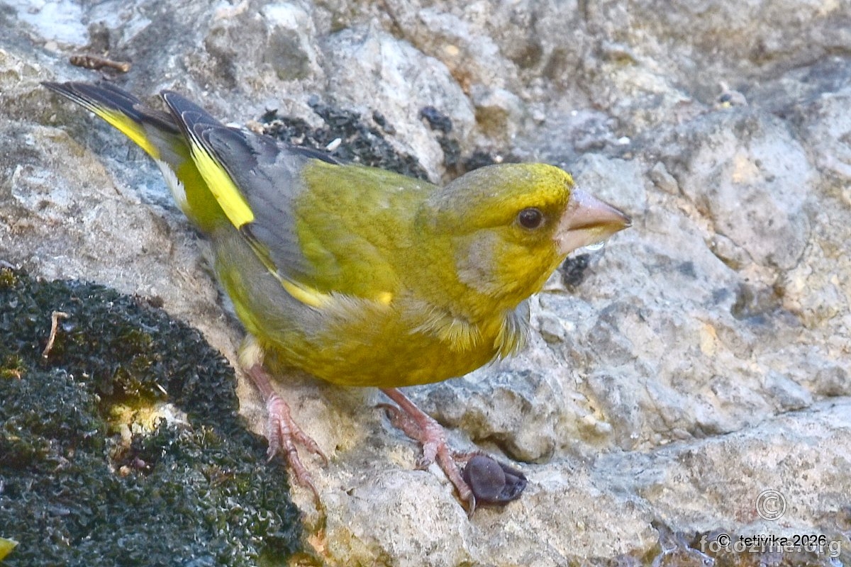 Zelendur, Carduelis chloris