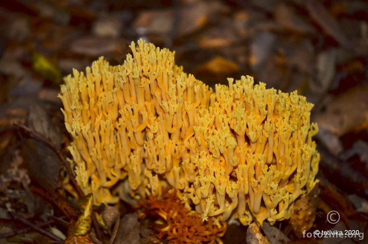 Zlatna capica, Clavaria aurea