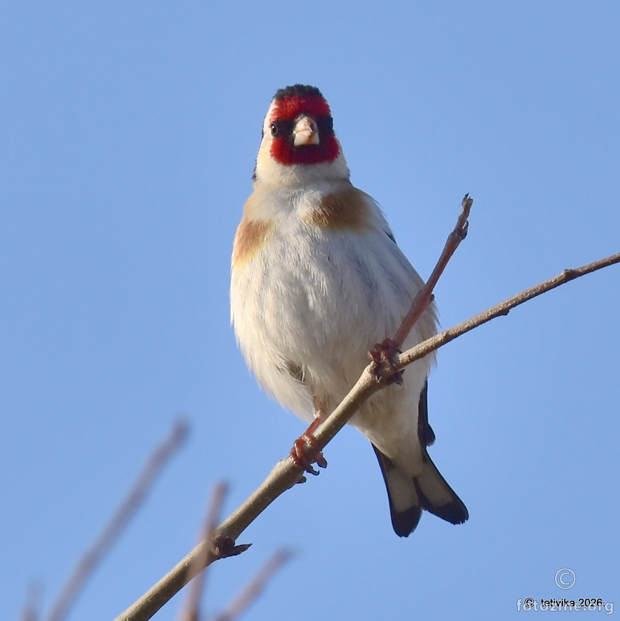 Češljugar, Carduelis carduelis