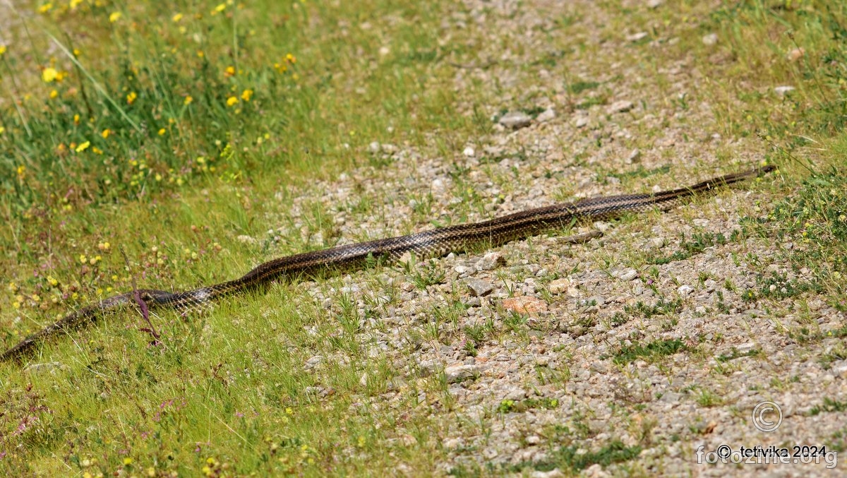 Četveroprugi kravosas, Elaphe quatuorlineata