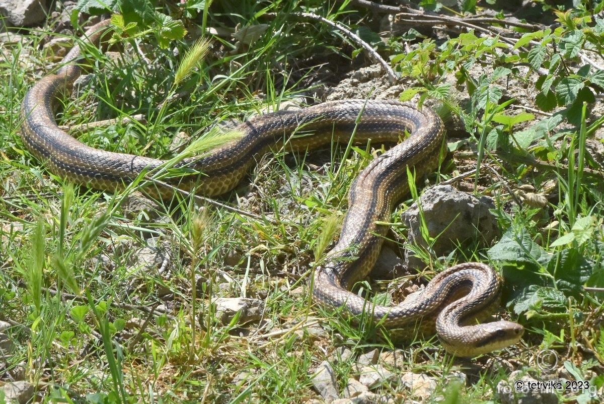 Četveroprugi kravosas, Elaphe quatuorlineata