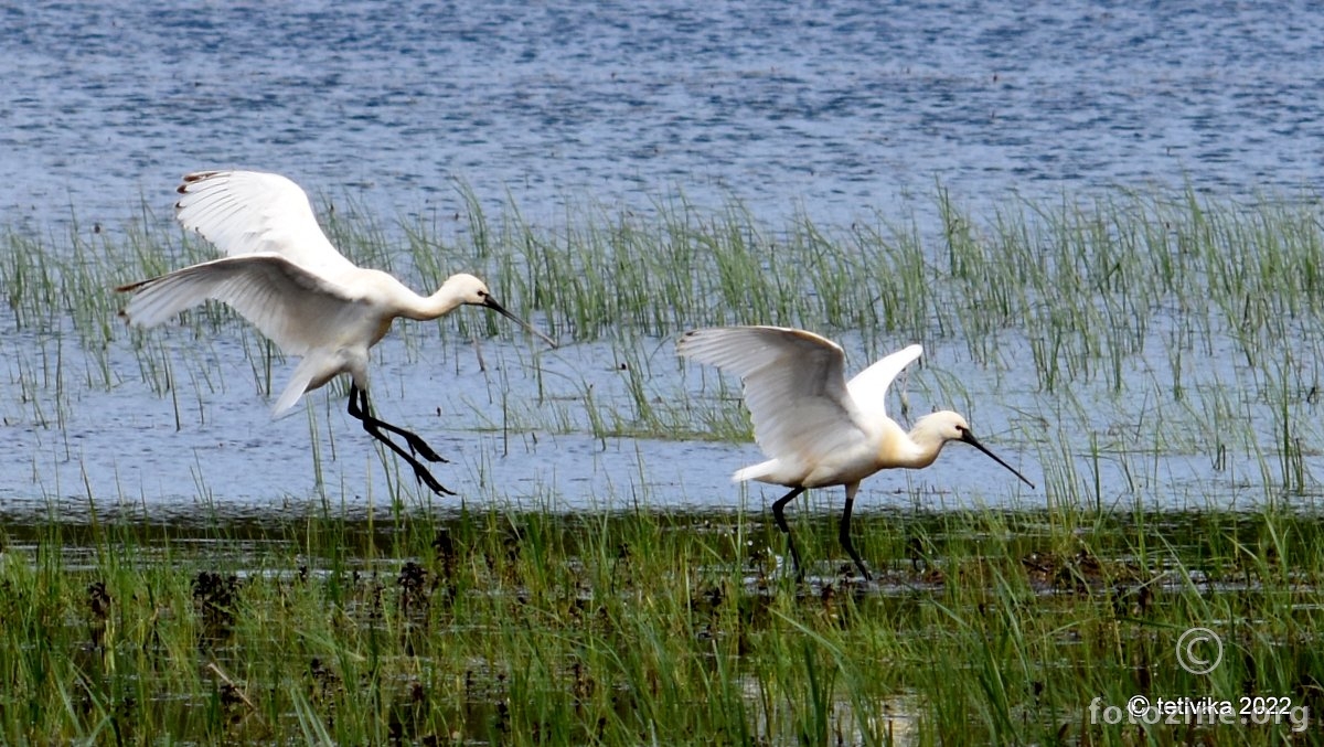 Žličarka, Platalea leucorodia 