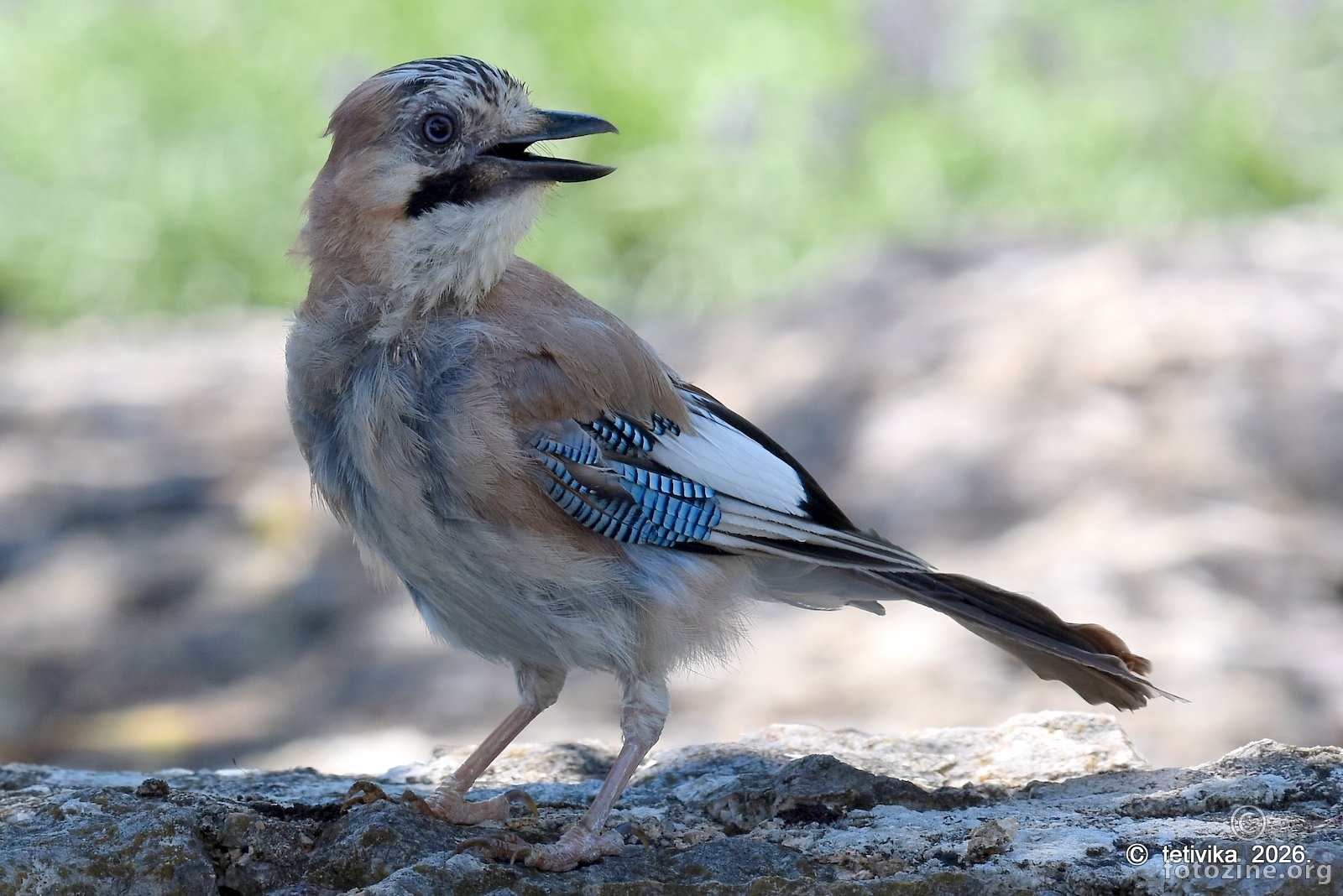 Šojka, Garrulus glandarius 