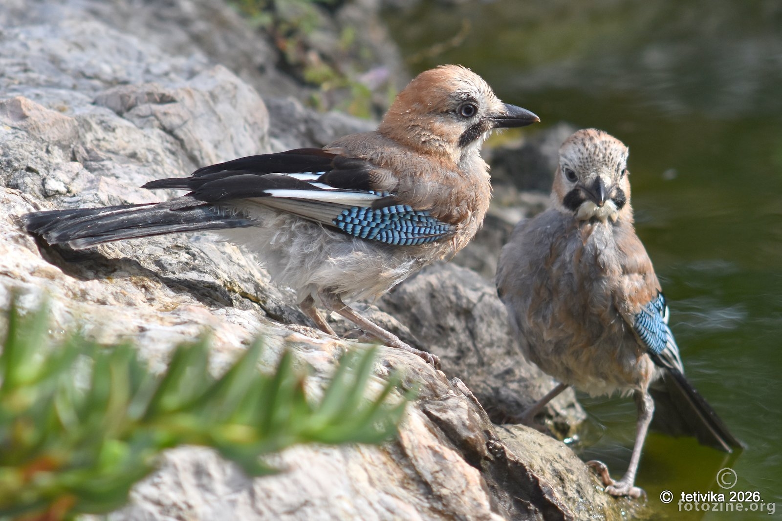 Šojka kriještalica, Garrulus glandarius