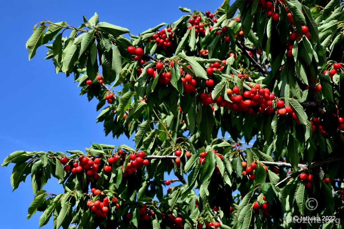 Trešnja, Prunus avium