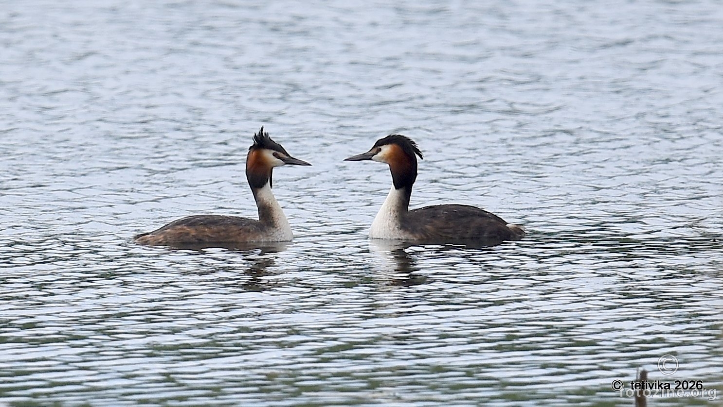 Ćubasti gnjurac, Podiceps cristatus