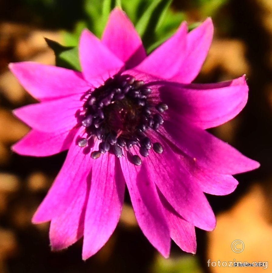 Šumarica, Anemone hortensis