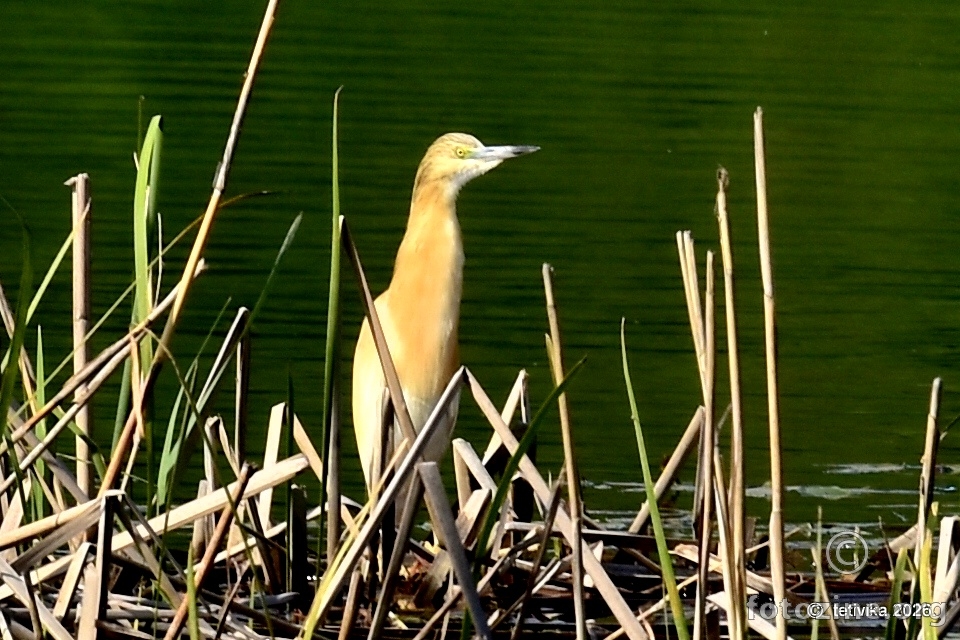Žuta čaplja (Ardeola ralloides)