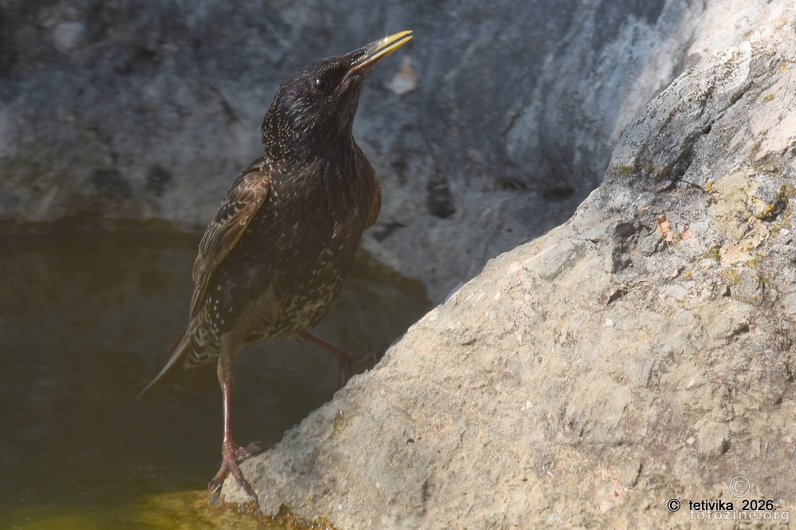 Čvorak, Sturnus vulgaris