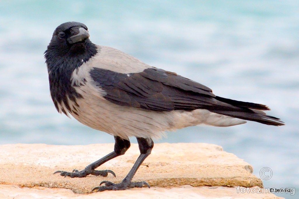 Siva vrana, Corvus cornix