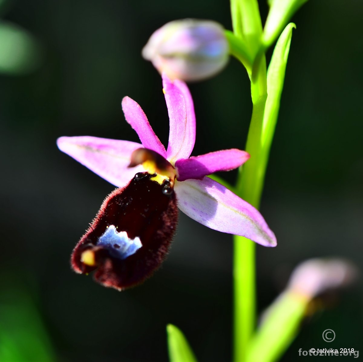 Bertolonijeva kokica, Ophrys bertolonii Moretti