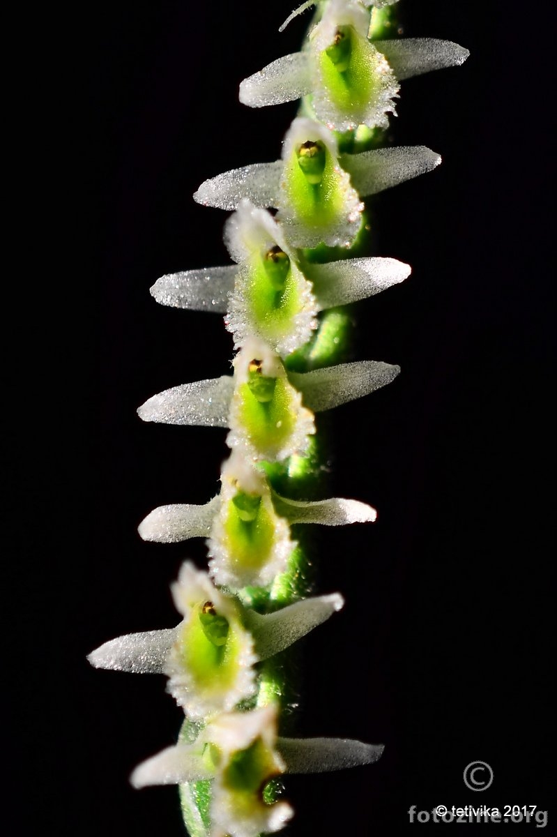 Jesenska zasukica, Spiranthes spiralis
