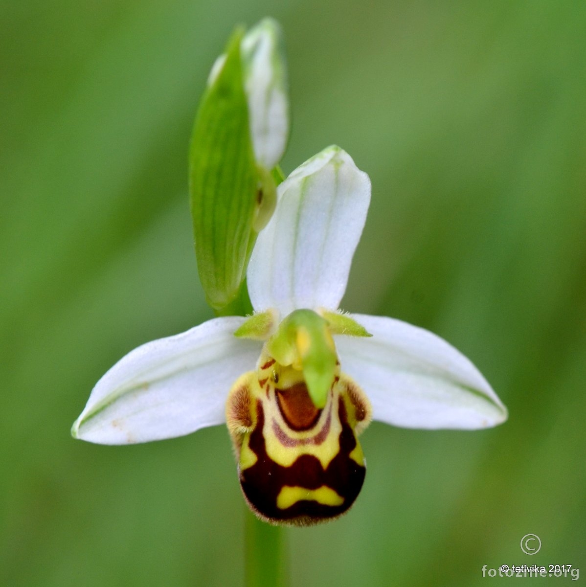 Pčelina kokica, Ophrys apifera