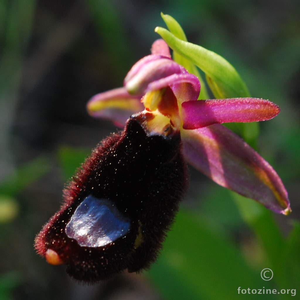 Bertolonijeva kokica, Ophrys bertolonii Moretti