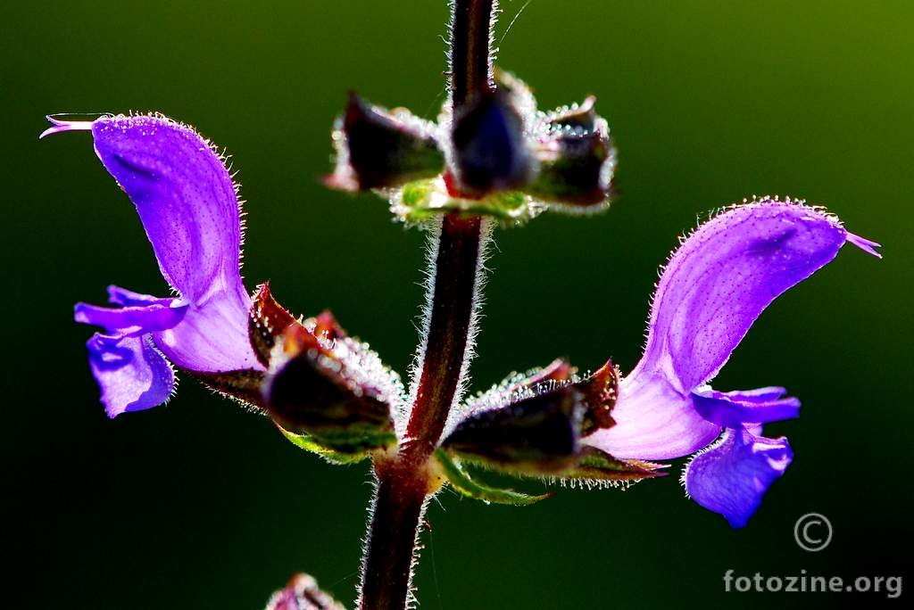 Livadna kadulja, Salvia pratensis