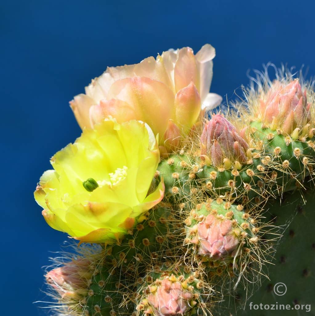 kaktus iz Prapatne