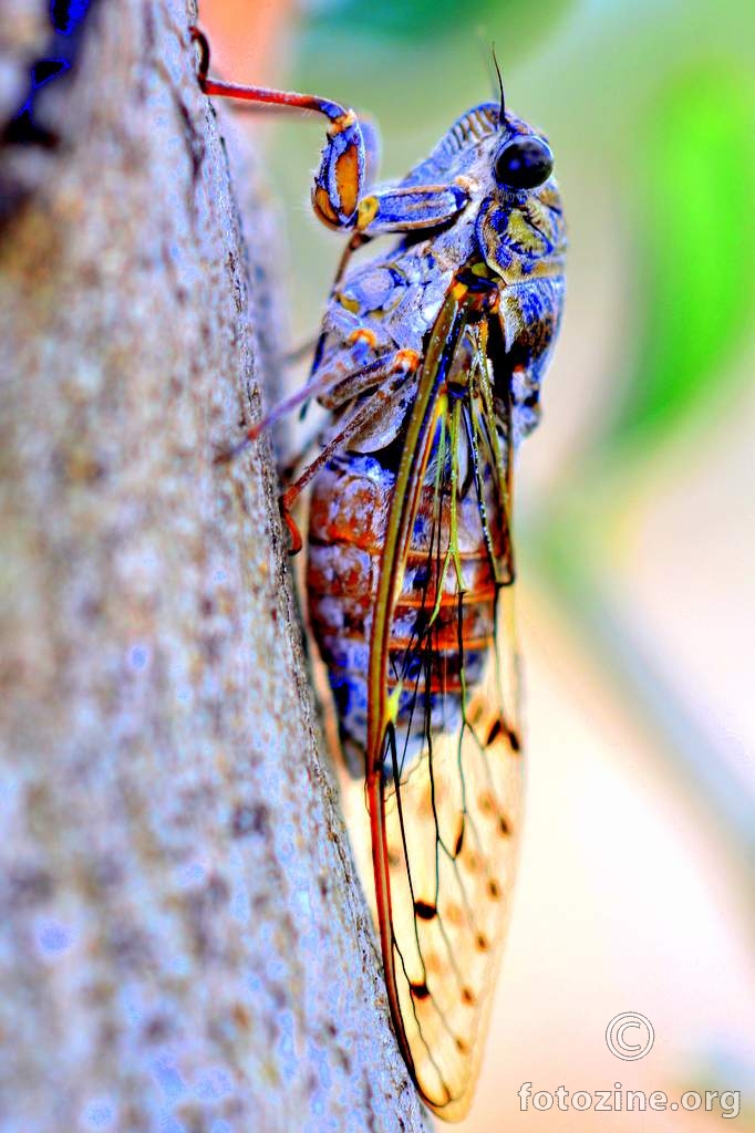 Cvrčak, Cicada orni
